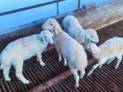 1680508791.jpg 未标题-1_0016_微信图片_20230403154203.jpg