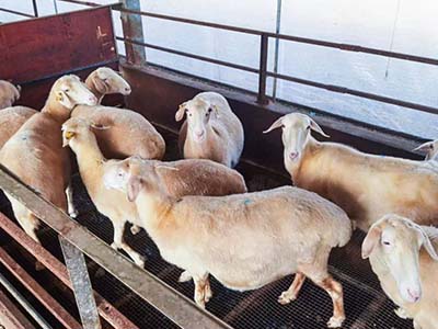 1680508804.jpg 未标题-1_0014_微信图片_20230403154212.jpg