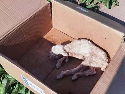 1680508827.jpg 未标题-1_0013_微信图片_20230403154235.jpg