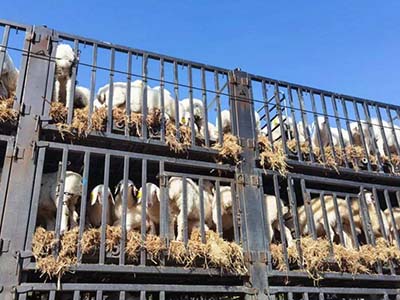 1680509265.jpg 未标题-1_0004_微信图片_20230403154338.jpg