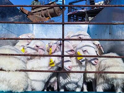 1680509272.jpg 未标题-1_0005_微信图片_20230403154334.jpg